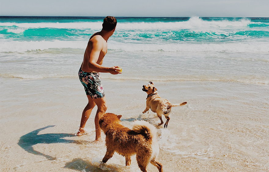 Man playing with two dogs at the beach
